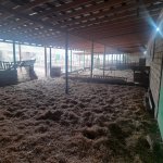Satılır Obyekt, Qobu, Abşeron rayonu 12