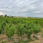 Продажа Объект Шабран 16