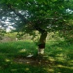 Kirayə (günlük) 4 otaqlı Bağ evi Qəbələ 12