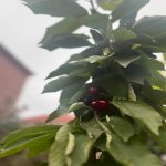 Продажа 5 комнат Дома/Виллы, м. Короглу метро, пос. Маштага, Сабунчу район 10