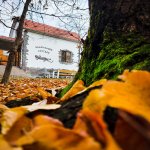 Kirayə (günlük) 1 otaqlı Bağ evi Zaqatala 36