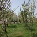 Satılır 4 otaqlı Həyət evi/villa, Saray, Abşeron rayonu 39