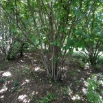 Kirayə (günlük) 2 otaqlı Həyət evi/villa İsmayıllı 13