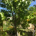 Kirayə (aylıq) 8 otaqlı Bağ evi, Novxanı, Abşeron rayonu 10