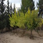 Satılır 6 otaqlı Bağ evi, Novxanı, Abşeron rayonu 17