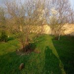 Satılır Torpaq Qəbələ 2