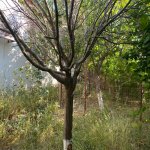 Kirayə (aylıq) 4 otaqlı Bağ evi, Mərdəkan, Xəzər rayonu 7