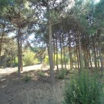 Satılır Torpaq, Qara Qarayev metrosu, Bakıxanov qəs., Sabunçu rayonu 2
