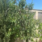 Satılır 7 otaqlı Bağ evi, Buzovna, Xəzər rayonu 22