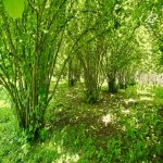 Satılır Torpaq Qəbələ 6