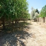 Satılır Torpaq, Goradil, Abşeron rayonu 15