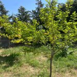 Kirayə (aylıq) 4 otaqlı Bağ evi, Fatmayi, Abşeron rayonu 29