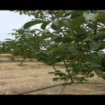 Satılır Torpaq Xaçmaz 7