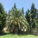 Продажа 4 комнат Дача, Шювалан, Хязяр район 14