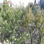 Satılır 5 otaqlı Bağ evi, Novxanı, Abşeron rayonu 24