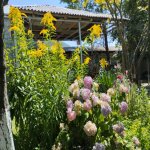 Kirayə (günlük) 3 otaqlı Həyət evi/villa Qax 10