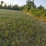 Satılır Torpaq Şəki 11