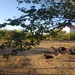 Satılır Torpaq, Abşeron rayonu 8