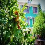 Kirayə (aylıq) 8 otaqlı Həyət evi/villa, Badamdar qəs., Səbail rayonu 4