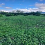 Satılır Torpaq Qəbələ 13