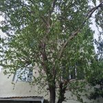 Satılır 2 otaqlı Həyət evi/villa, Ağ şəhər, Xətai rayonu 13