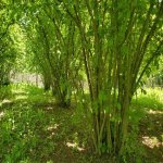 Продажа Участок Гябяля 6