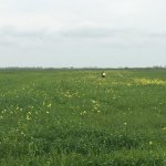 Satılır Torpaq Xaçmaz 3