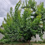 Satılır 3 otaqlı Həyət evi/villa, Maştağa qəs., Sabunçu rayonu 10