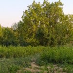 Satılır Torpaq Şamaxı 3