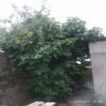 Satılır 3 otaqlı Həyət evi/villa, Binə qəs., Xəzər rayonu 37
