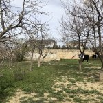 Satılır Torpaq, Saray, Abşeron rayonu 5