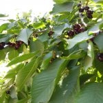 Satılır 5 otaqlı Həyət evi/villa, Hökməli, Abşeron rayonu 23