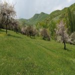 Satılır Torpaq Quba 4