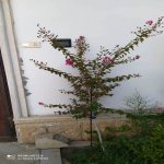 Satılır 5 otaqlı Həyət evi/villa, Novxanı, Abşeron rayonu 27