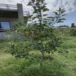 Satılır 6 otaqlı Bağ evi, Pirallahı rayonu 25