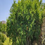 Satılır Torpaq, Goradil, Abşeron rayonu 18