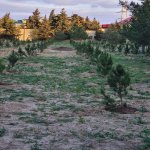 Продажа Участок, Шювалан, Хязяр район 1