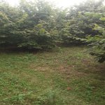 Satılır Torpaq Qəbələ 3