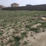 Satılır Torpaq, Goradil, Abşeron rayonu 6