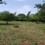 Satılır Torpaq Qəbələ 24