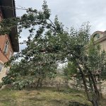 Satılır Torpaq Lənkəran 18
