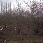 Satılır 5 otaqlı Həyət evi/villa Xaçmaz 8