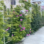 Satılır 6 otaqlı Həyət evi/villa, Novxanı, Abşeron rayonu 21