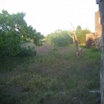 Satılır Torpaq, Maştağa qəs., Sabunçu rayonu 3