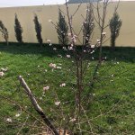 Kirayə (aylıq) 9 otaqlı Həyət evi/villa, Mərdəkan, Xəzər rayonu 7