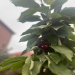 Satılır 5 otaqlı Həyət evi/villa, Zabrat qəs., Sabunçu rayonu 5