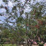 Satılır 4 otaqlı Bağ evi, Saray, Abşeron rayonu 16