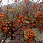 Kirayə (günlük) 3 otaqlı Həyət evi/villa Qax 3