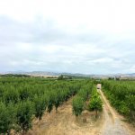Продажа Объект Шабран 19