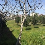 Satılır Torpaq, Mərdəkan, Xəzər rayonu 6